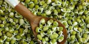 Mung bean: beneficial properties, contraindications, benefits and harms How long can sprouted mung bean be stored?