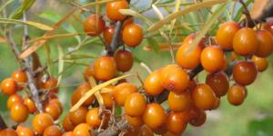 How to prepare sea buckthorn juice for the winter